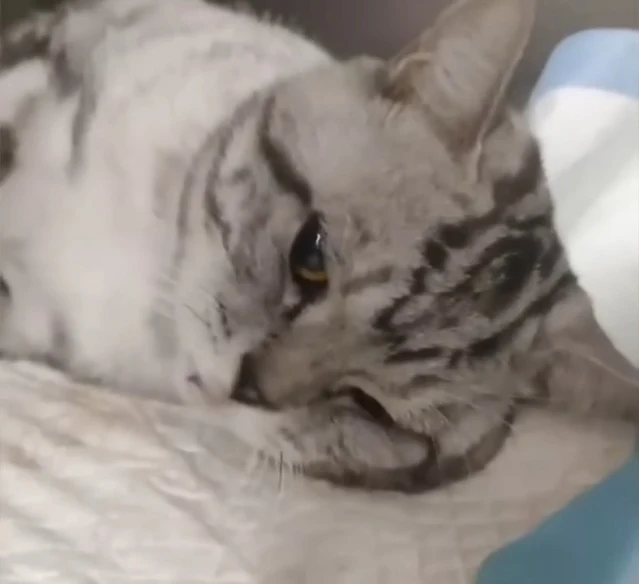 A month ago, Nineteen was fighting for s...