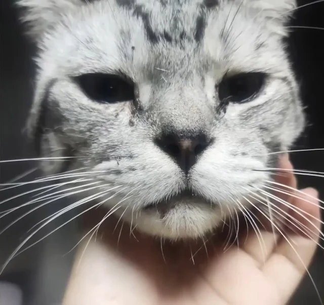 Thank you for sharing this story of tran...