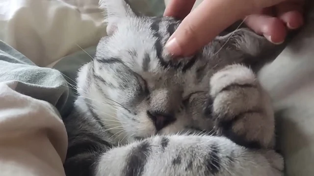 Extra image from article