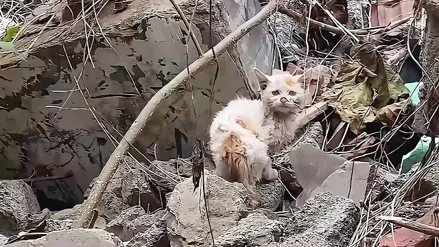 Driven by curiosity, the man traced the ...