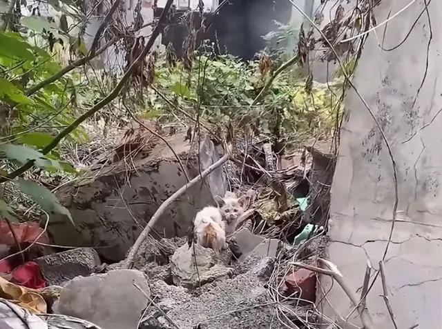 Initially cautious, the cat soon succumb...