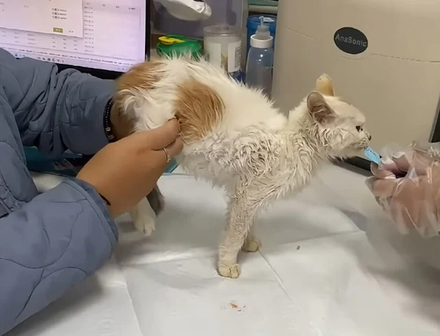 As the cat's health improved, its vibran...