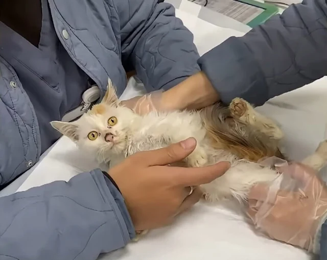 May this tale encourage us all to lend a...