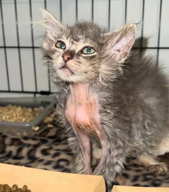 “When she arrived at my home later that ...