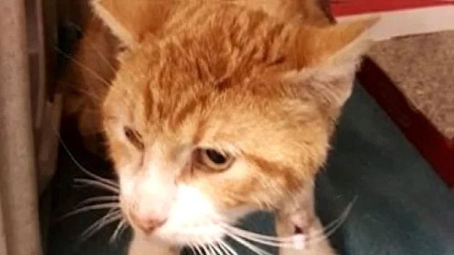 As they approached her, the cat tensed u...