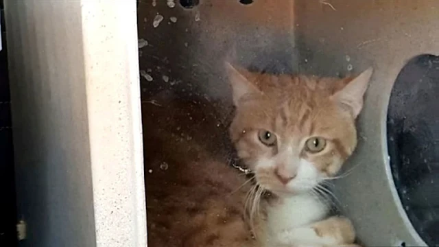 Sophie tenderly wrapped her jacket aroun...