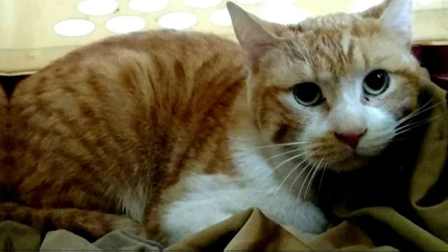 Lila faced a challenging journey to reco...