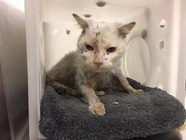 Klaus was discovered trapped in a cage i...