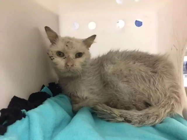 Upon arrival at the shelter, Klaus was n...