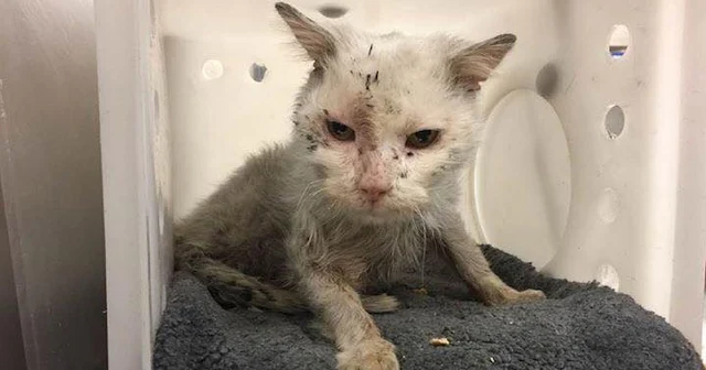 Extra image from article