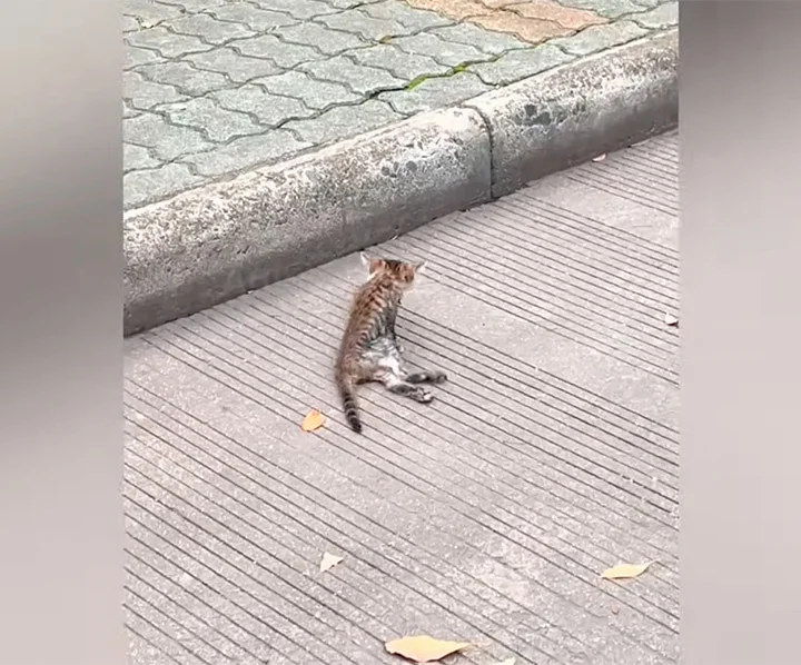 The veterinarian suggested a careful thr...