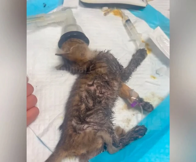 Six-Six faced a challenging recovery pat...