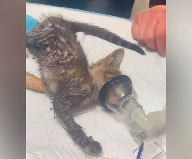 The transfer was urgent, highlighted by ...