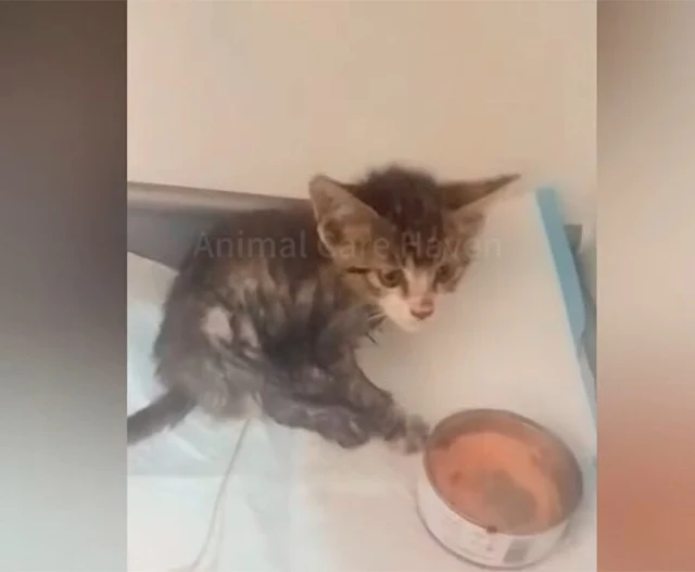 Remarkably, on the thirteenth day after ...