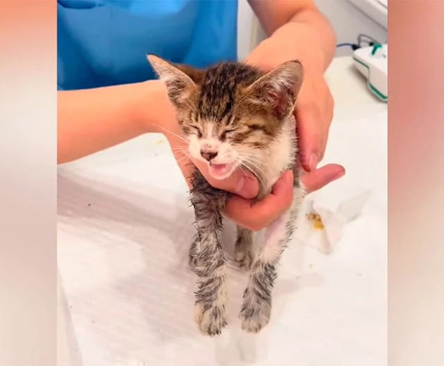 By the twenty-third day, he had won over...