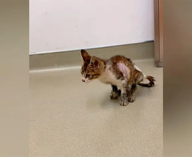 While a bit mischievous, Six-Six became ...