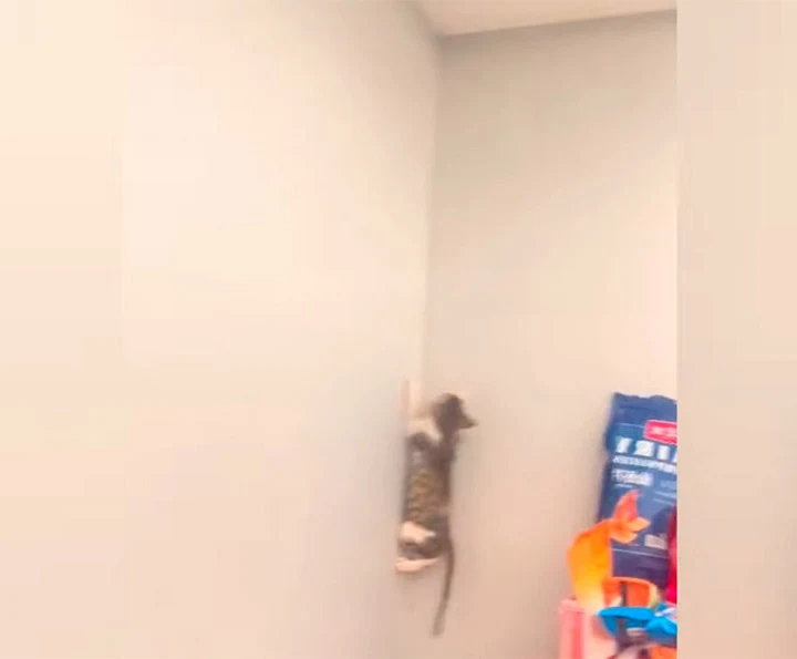 (Witness the remarkable journey of Six-S...