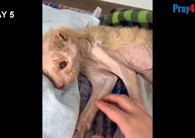 Eliseu’s personality began to shine — hi...