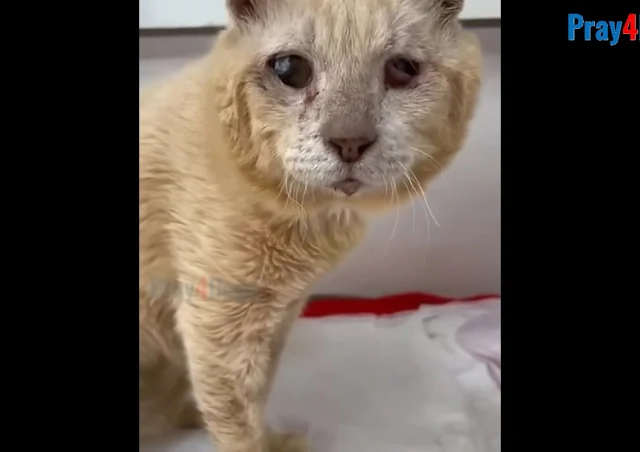 Eliseu's journey is more than a tale of ...