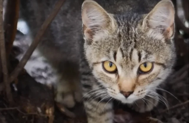 Curious as ever, Mr. Johnson asked the c...