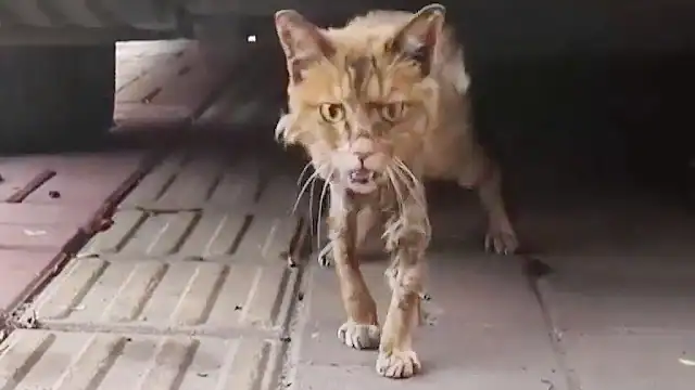 For weeks, this feline had managed to su...