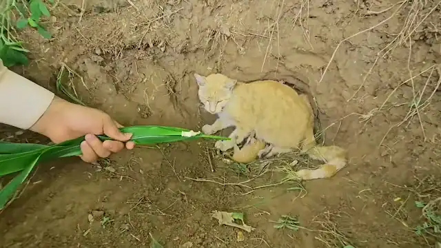 People passing by often feel a mix of em...