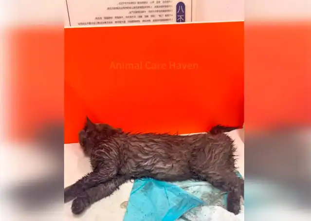 The cat remained unresponsive, and a bys...