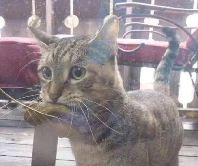 Without hesitation, Felix clutched the l...