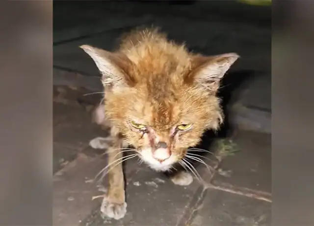 The woman returned daily, bringing nouri...