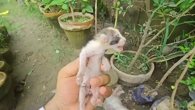 The kittens, still blind and vulnerable,...