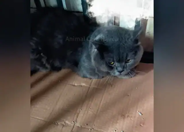 On the third day, there was a glint of h...