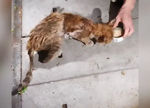 Weeks later, the cat's transformation wa...