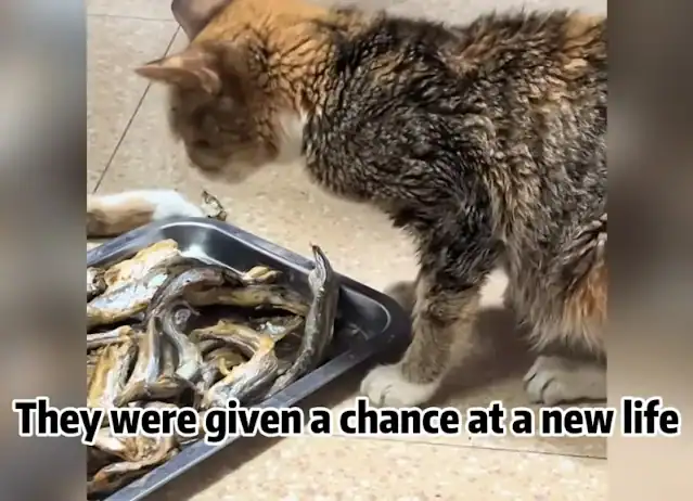 Emerging from a life of neglect, the cat...