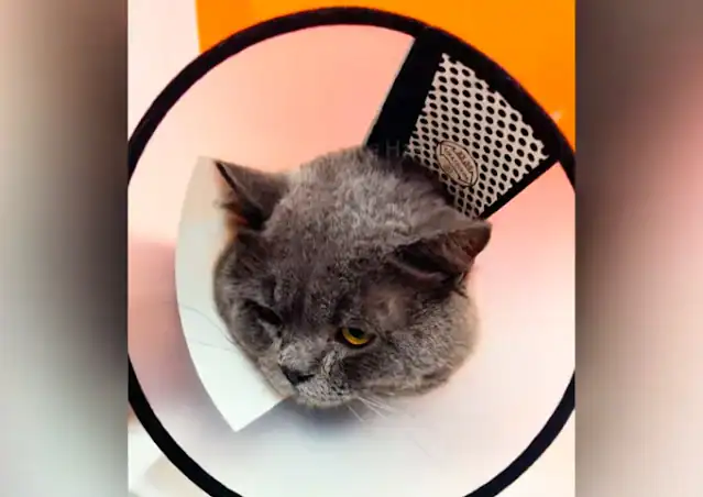 Reflecting on this journey, I feel deepl...