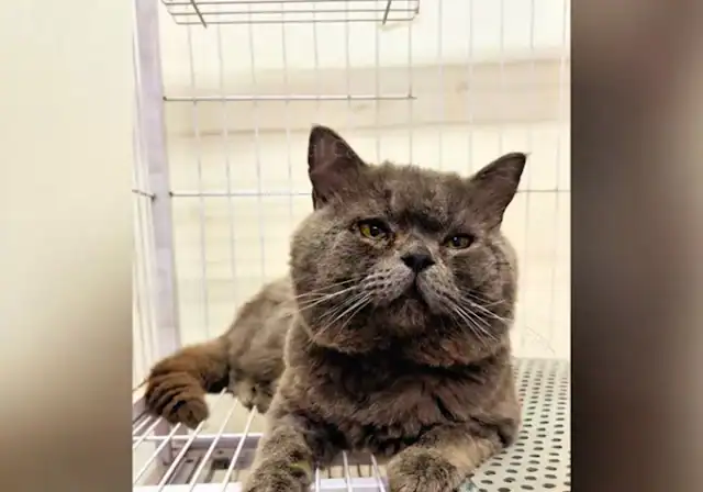 Extra image from article