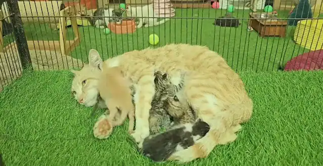 This touching scene of a mother cat fier...