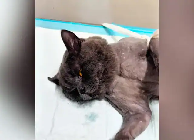 Extra image from article