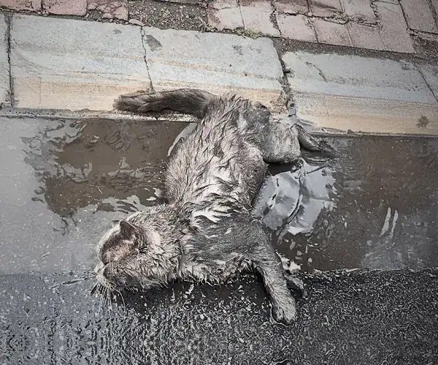 Extra image from article