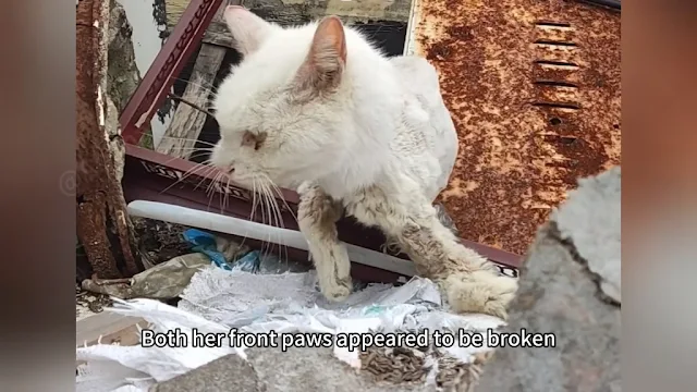 Surgery was necessary to heal her injuri...