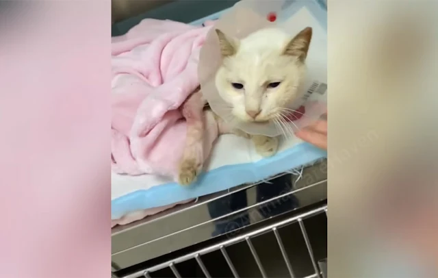 At home, Baymax gradually got used to he...