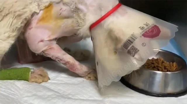 Baymax's story is a powerful reminder of...