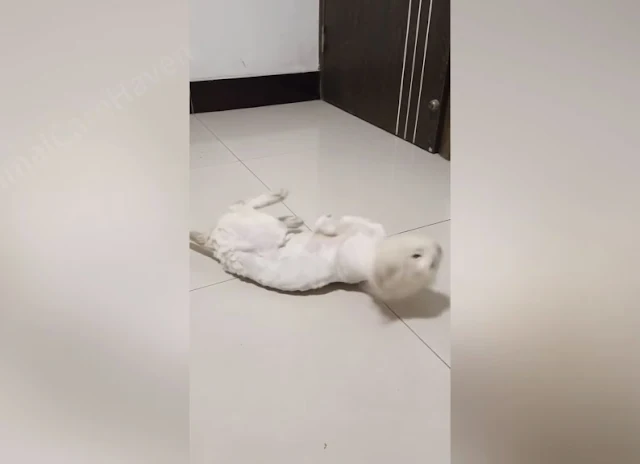 Extra image from article