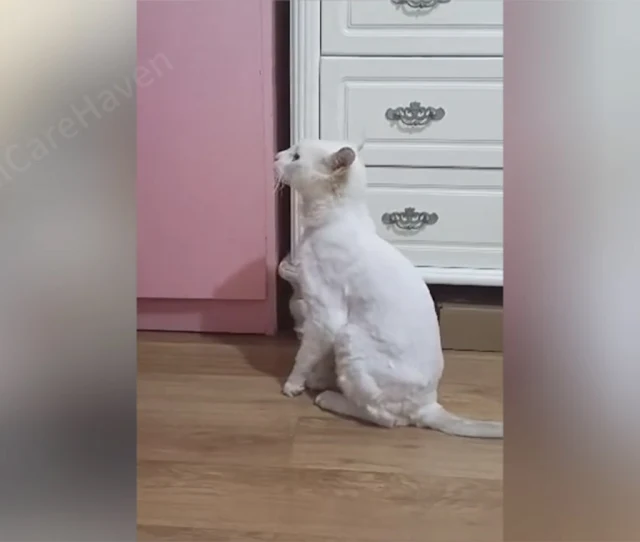 Extra image from article