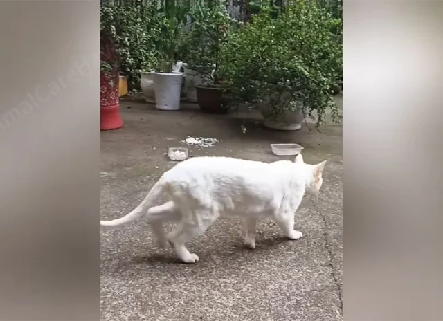 Extra image from article