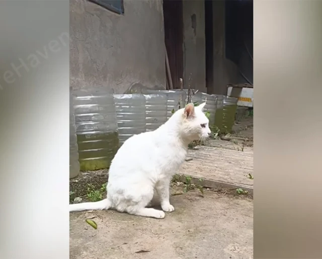 Extra image from article