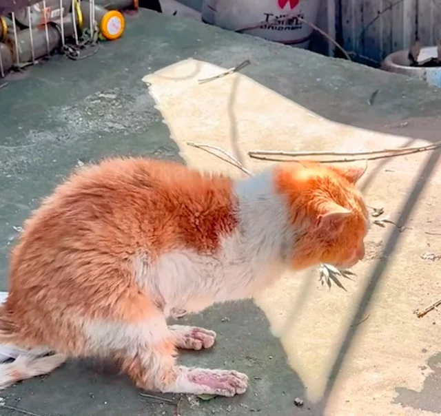 His fresh wounds served as a harsh remin...