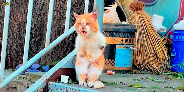 Despite this, Kong Kong remained gentle ...