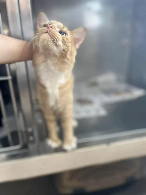 Igor now enjoys life with his new family...