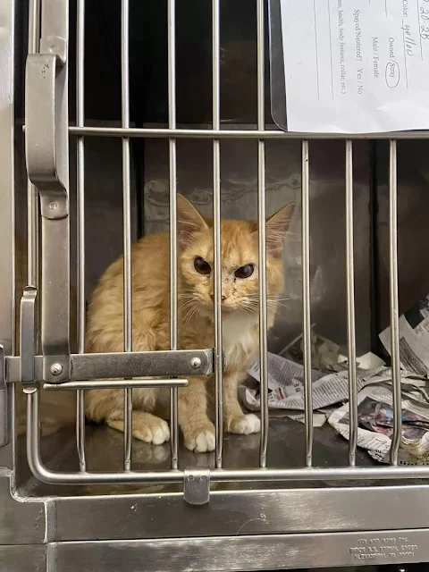 Igor, a charming orange tabby, stood out...