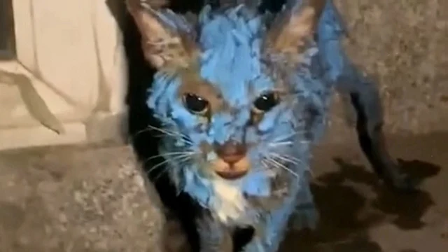 Desperate to remove this foreign layer, ...